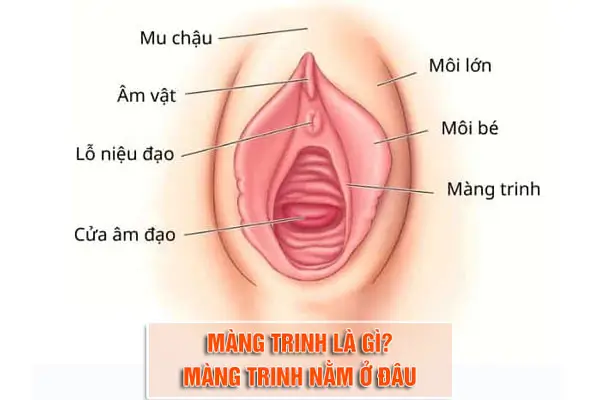 [HOT] Top 99+ ảnh sex phá trinh mới nhất