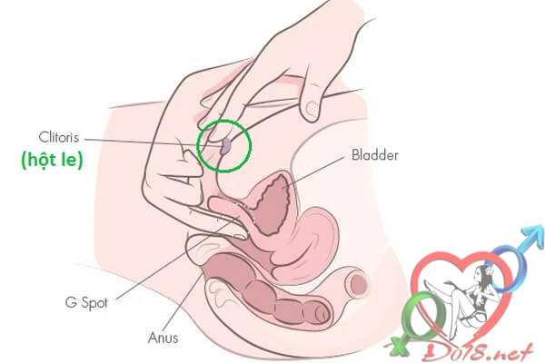 Hột le là gì? Tuyệt chiêu kích thích hột le của con gái